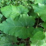 Invasive Plants, Common Burdock, Vancouver Island, BC