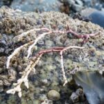 Algae, Common Coral Weed, Vancouver Island, BC