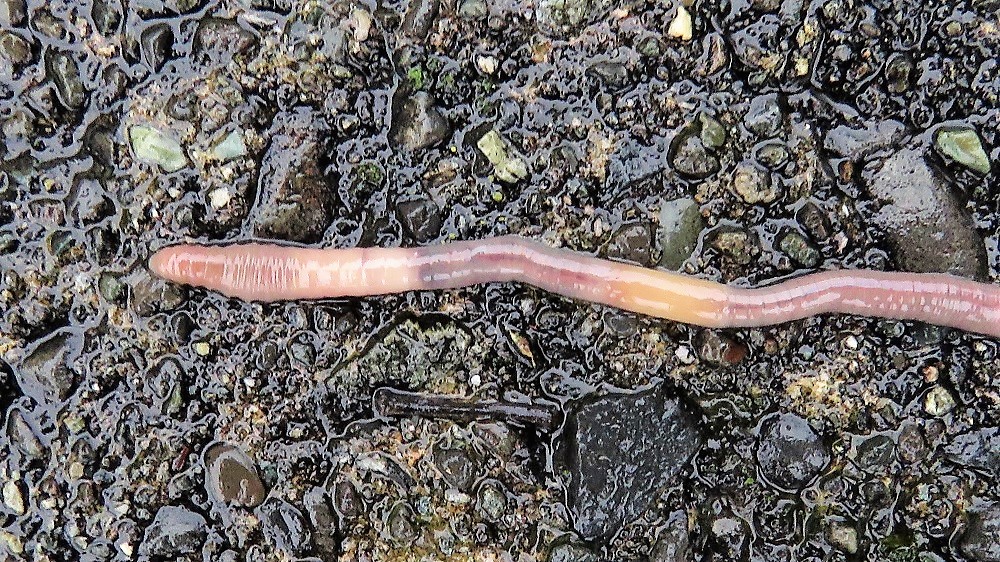 Common Earthworm, Vancouver Island, BC Common Earthworm, Vancouver Island, BC