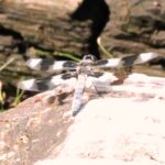 Dragonflies, Common Whitetail Dragonfly, Vancouver Island, BC