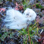 Cotton Grass, Vancouver Island, BC