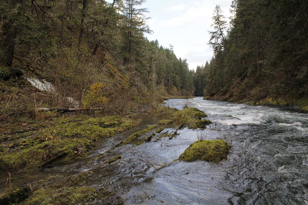 Cowichan River, Vancouver Island, BC Cowichan River, Vancouver Island, BC