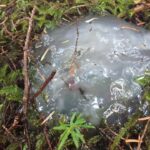 Crystal Brain Fungus, Vancouver Island, BC