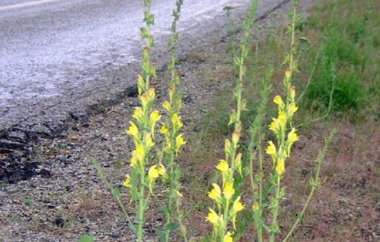 Dalmation Toadflex, Vancouver Island, BC Dalmation Toadflex, Vancouver Island, BC
