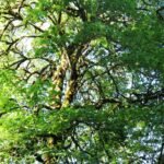 Deciduous Trees, Douglas Maple Tree, Vancouver Island, BC