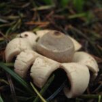 Earthstar Mushroom, Vancouver Island, BC