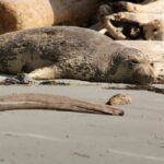 Elephant Seal, Vancouver Island, BC