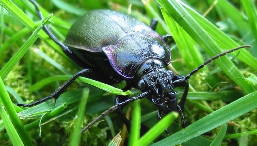 Eurpeon Ground Beetle, Vancouver Island, BC Eurpeon Ground Beetle, Vancouver Island, BC