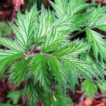Evergreen Blackberry, Vancouver Island, BC