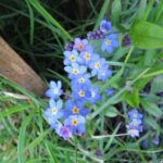 WildFlowers, Forget Me Not Flowers , Vancouver Island, BC