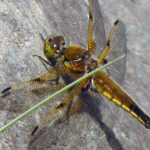 Dragonflies, Four Spotted Skimmer Dragonfly, Vancouver Island, BC