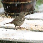 Fox Sparrow, Vancouver Island, BC