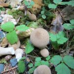 Edible-Mushrooms, Gem Studded Puffball Mushroom, Vancouver Island, BC