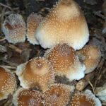 Glistening Corprinus Mushroom, Vancouver Island, BC