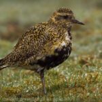 Shorebirds, Golden Plover, Vancouver Island, BC