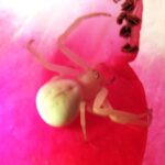 Goldenrod Crab Spider, Vancouver Island, BC