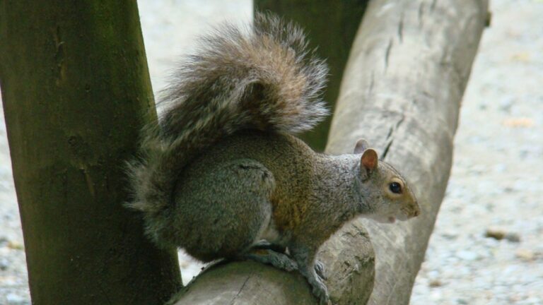 Gray Squirrel, Terrestrial Animals, Vancouver Island, BC