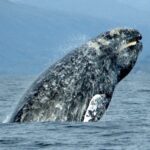 Marine Animals, Gray Whale, Vancouver Island, BC