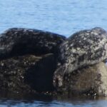 Marine Animals, Harbour Seal. Vancouver Island, BC, Photo Credit, N.O.A.A.