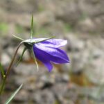 Harebell Flower, Vancouver Island, BC