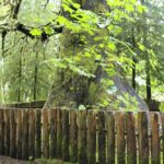 Big Trees, Harris Creek Spruce, Vancouver Island, BC