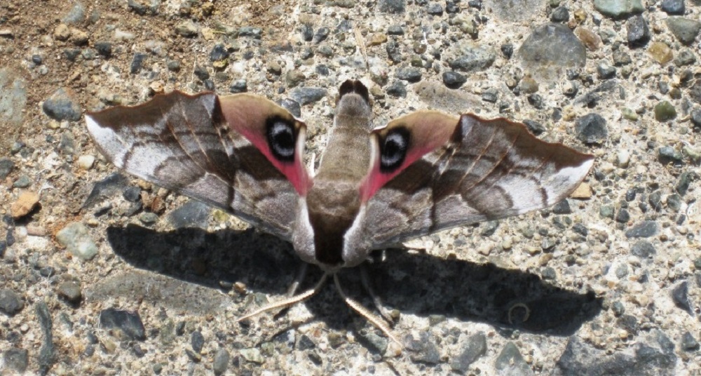 Eyed Hawk Moth, Vancouver Island, BC, Eyed Hawk Moth, Vancouver Island, BC,