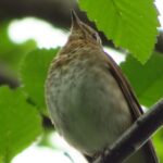 Hermit Thrush, Vancouver Island, BC