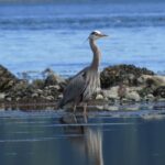 Great Blue Heron, Vancouver Island, BC