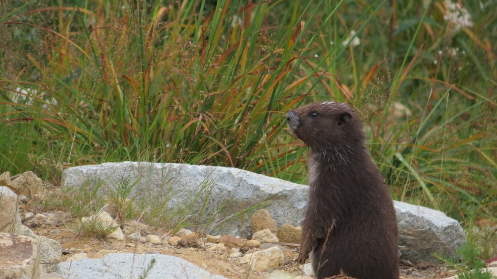 Hoary Marmot, Vancouver Island, BC Hoary Marmot, Vancouver Island, BC
