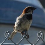 House Sparrow, Vancouver Island, BC
