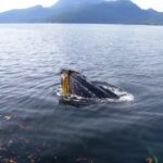 Marine Animals, Humpback Whale, Vancouver Island, BC, Photo Credit, N.O.A.A.