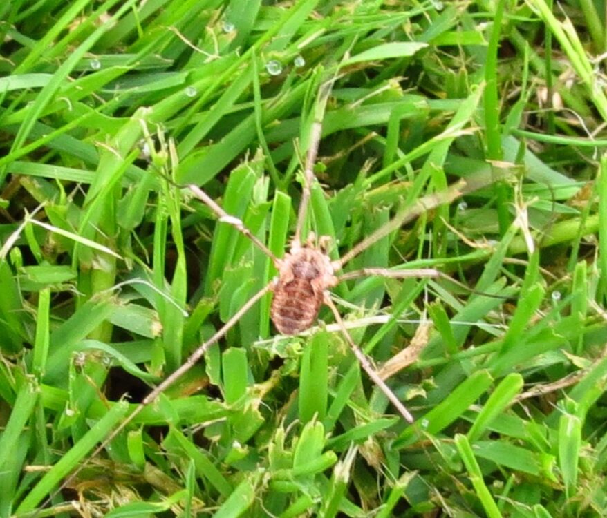 Harvestman, Vancouver Island, BC Harvestman, Vancouver Island, BC