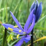 WildFlowers, Vancouver Island, BCCommon Camas, Vancouver Island, BC