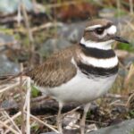 Shorebirds, Killdeer, Vancouver Island, BC