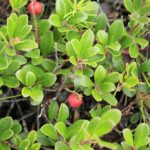 Medicinal-Plants, Kinnikinnick, Vancouver island, BC