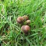 Lawn Mower Mushroom Vancouver Island, BC