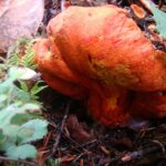 Edible-Mushrooms, Lobster Mushroom, Vancouver Island, BC