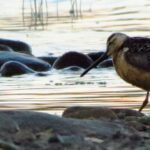 Shorebirds, Long Billed Dowitcher, Vancouver Island, BC