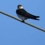 Violet Green Swallow, Vancouver Island, BC