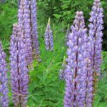 Poisonous-Plants, Lupine, Vancouver Island, BC