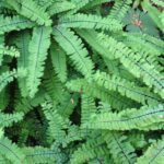 Maiden Hair Fern, Vancouver island, BC