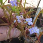 Marsh Speedwell, Vancouver Island, BC