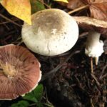 Meadow Mushroom, Vancouver Island, BC