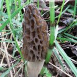 Morel Mushroom, Vancouver Island, BC