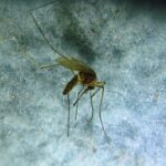 Mosquito, Vancouver Island, BC