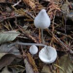 Snapping Bonnet Mushrooms, Vancouver Island, BC