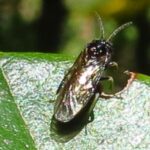 Mydas Fly, Vancouver Island, BC