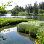 Estuaries, Campbell River River Estuary, Vancouver Island, BC