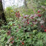 Northern Red Current, Vancouver Island, BC