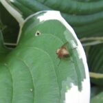 Onion Fly, Vancouver Island, BC